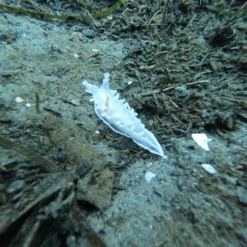 Redondo Beach - Nudibranch - Beaches Near Me - Des Moines, Washington Redondo Beach - Nudibranch - Beaches Near Me - Des Moines, Washington