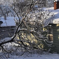 BELL Tree Services