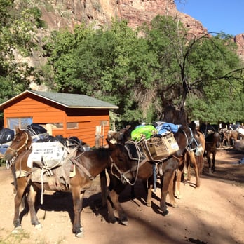 Havasu Falls - mules waiting to be loaded - Hiking Near Me Havasu Falls - mules waiting to be loaded - Hiking Near Me