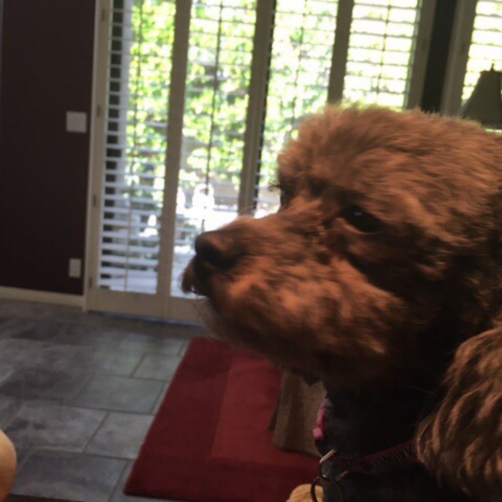 Shedding Clean Pet Grooming - Pet Groomers Near Me - Phoenix, Arizona Shedding Clean Pet Grooming - Pet Groomers Near Me - Phoenix, Arizona