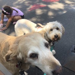 Klassy K9 - My Two dogs I brought in.