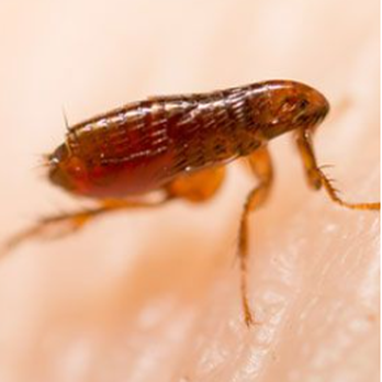 Standard Exterminating Company - Pest Control Near Me - Charleston, West Virginia Standard Exterminating Company - Pest Control Near Me - Charleston, West Virginia