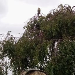 Beautiful hawk Beautiful hawk