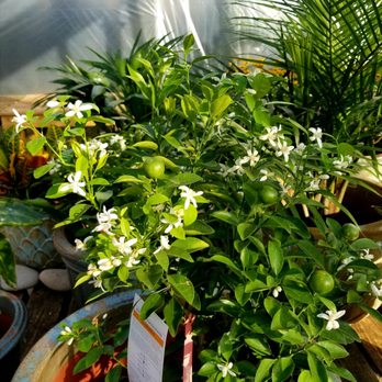 Wilson Nurseries - Citrus smells so sweet! - Nurseries & Gardening Near Me - Frankfort, Kentucky