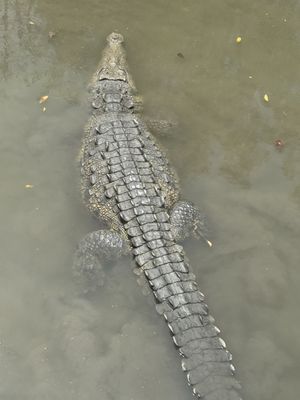 El Cora Crocodile Sanctuary by null