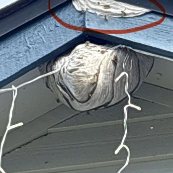Bulwark Exterminating - Huge nest that was removed. - Pest Control Near Me
