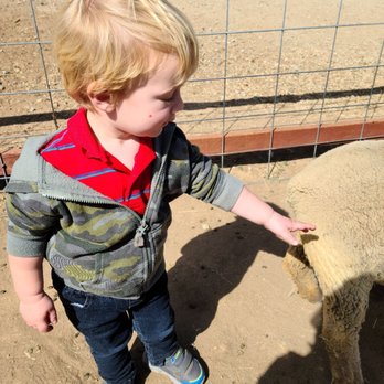 The Happy Heart Haven - Ben feeling his first sheep! I think this one must be Shake...or Bake.... - Attraction Farms Near Me - Valley Center, California The Happy Heart Haven - Ben feeling his first sheep! I think this one must be Shake...or Bake.... - Attraction Farms Near Me - Valley Center, California
