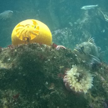 Seattle Aquarium - Aquariums Near Me - Seattle, Washington Seattle Aquarium - Aquariums Near Me - Seattle, Washington