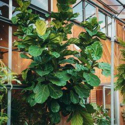 Marbott's Greenhouse & Nursery - Giant ficus lyrata (fiddle leaf) named Figaro