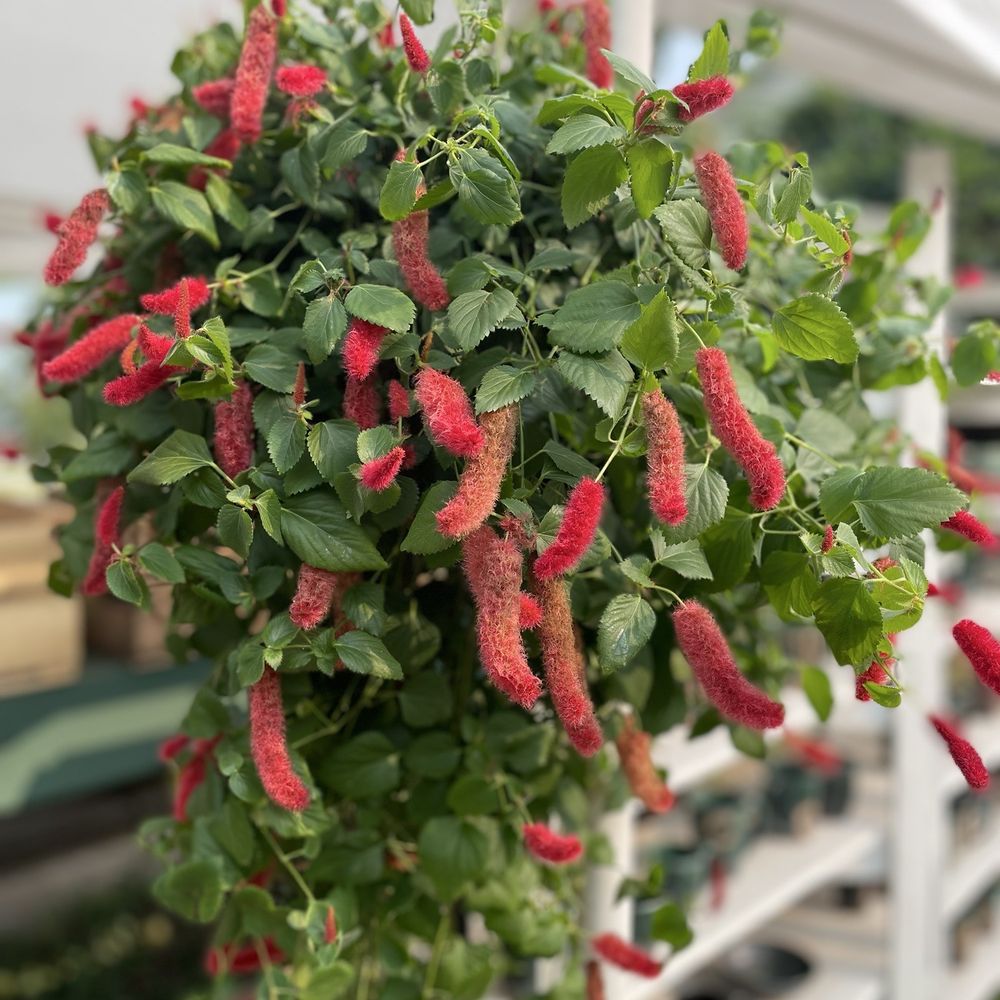 The Lion Potter - A lovely Chenille plant - Farmers Market Near Me - Gettysburg, Pennsylvania