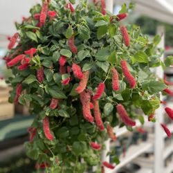 The Lion Potter - A lovely Chenille plant