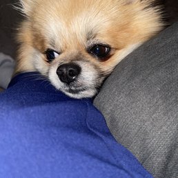 Snoots Dog Grooming: Expert Tips for a Perfect Pet Makeover