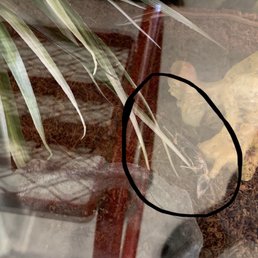 Skeleton of dead anole in tank