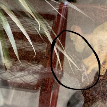 PetSmart - Skeleton of dead anole in tank - Pet Training Near Me - Columbia, South Carolina