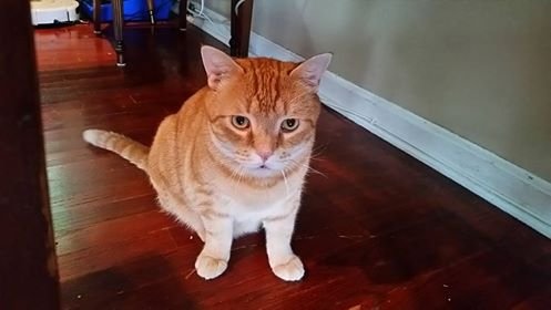 Kuo, DVM, MS Veterinary Care