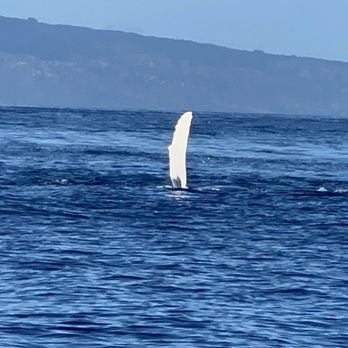 The Magic Merman Snorkel Charters - Whale waving goodbye - Whale Watching Tours Near Me - Kaanapali, Hawaii