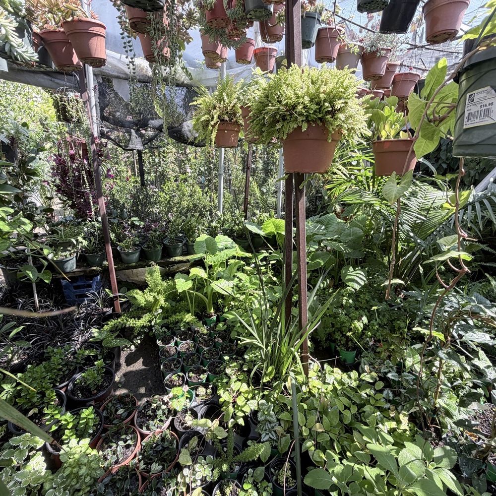 Gonzalez Nursery - Nurseries & Gardening Near Me - Monrovia, California