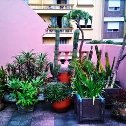 Jardim Lutzenberger - Plantinhas