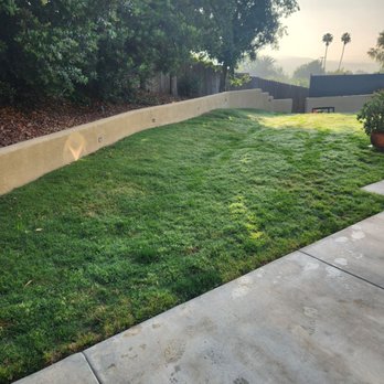New Image Tree Care - Before - Tree Services Near Me - Corona, California