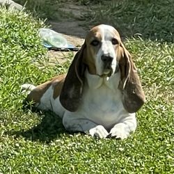 Dog-Gon Gorgeous by Arf - My Bentley Boy