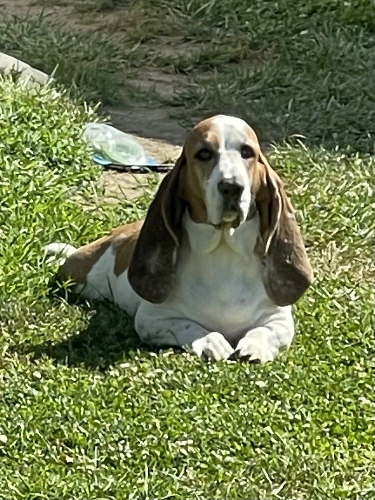 DOGGON BY ARF Updated August 2024 12 Photos 5640