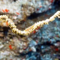 Seasport Divers - Wire coral goby