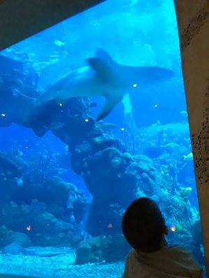 Coral Reef Restaurant by null