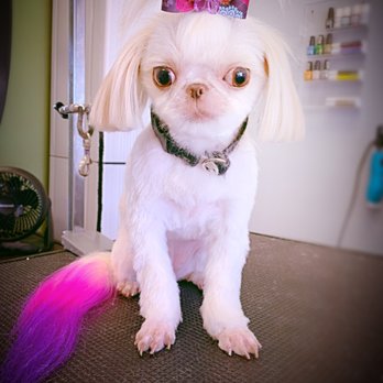 Carrie’s Pampered Pooch Spa - Pet Groomers Near Me - Slidell, Louisiana Carrie’s Pampered Pooch Spa - Pet Groomers Near Me - Slidell, Louisiana
