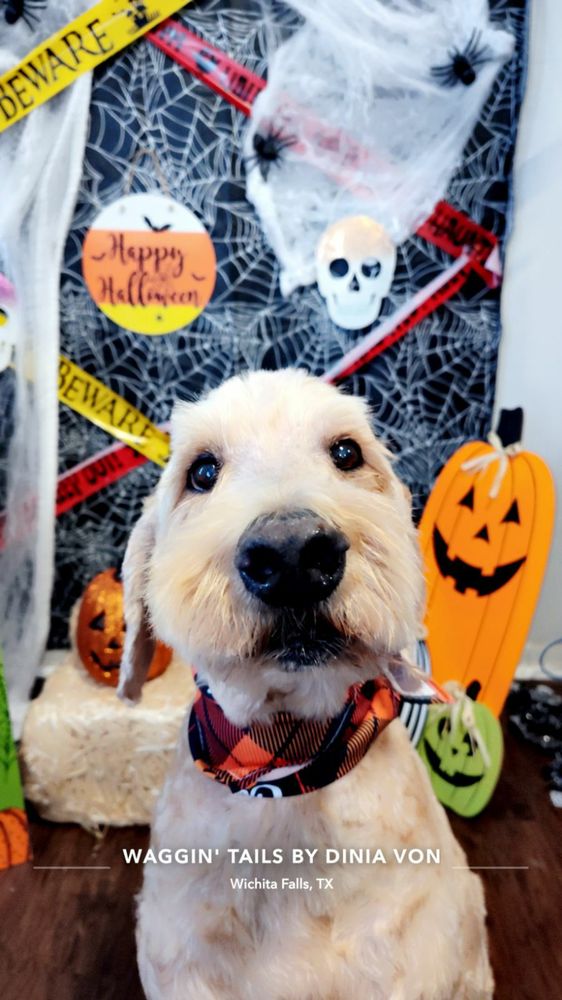 WAGGIN TAILS GROOMING Updated September 2024 31 Photos 3502