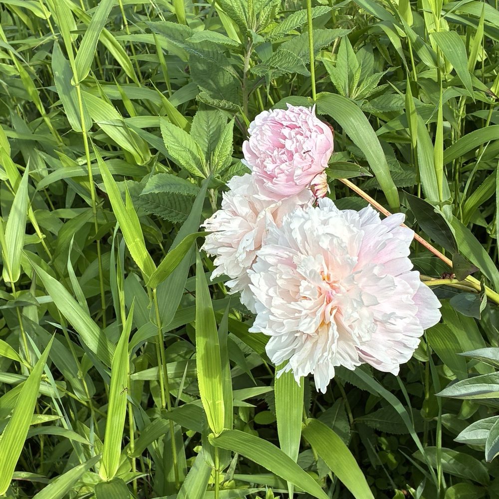 Schwartz Peony Garden - Botanical Gardens Near Me - Gaithersburg, Maryland Schwartz Peony Garden - Botanical Gardens Near Me - Gaithersburg, Maryland