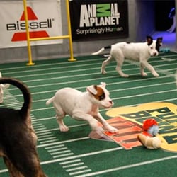 The Puppy Bowl - Courtesy of Animal Planet