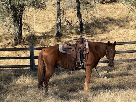 4 Horse Ranch by null