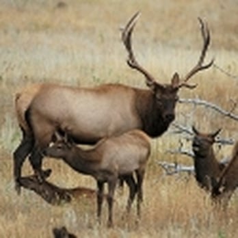 Rocky Mountain Conservancy - Elk Rut - Community Service/Non-Profit Near Me - Estes Park, Colorado Rocky Mountain Conservancy - Elk Rut - Community Service/Non-Profit Near Me - Estes Park, Colorado