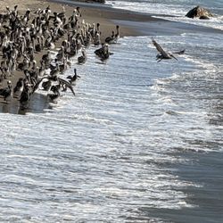San Simeon State Park & Campground - Hearst beach