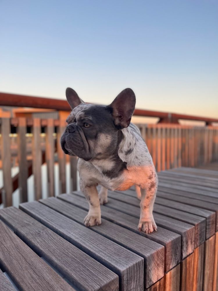 SPIRO VETERINARY CLINIC Updated September 2024 2001 E Broadway