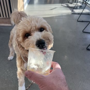 Stories Cafe - Pup cup - Coffee & Tea Near Me - Whittier, California Stories Cafe - Pup cup - Coffee & Tea Near Me - Whittier, California