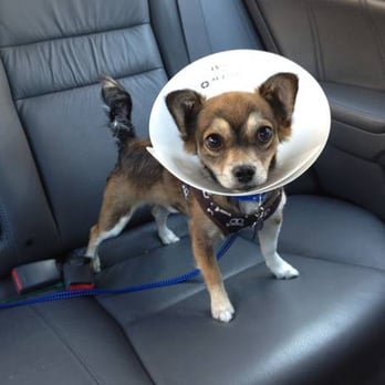 Valley Veterinary Hospital - Picked up Einstein after being neutered :) - Veterinarians Near Me - San Gabriel, California