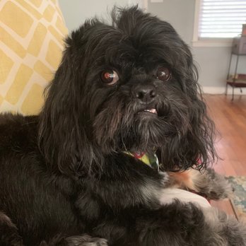 Dogtopia of Sandy Springs - Pet Boarding Near Me - Atlanta, Georgia