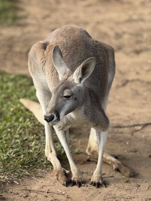 Lone Pine Koala Sanctuary by null