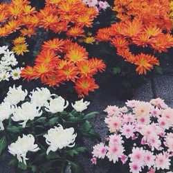 Esalflores Comércio de Flores