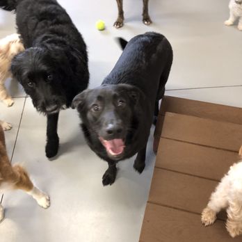 Dog City - One happy pup! - Pet Groomers Near Me - Waukesha, Wisconsin Dog City - One happy pup! - Pet Groomers Near Me - Waukesha, Wisconsin