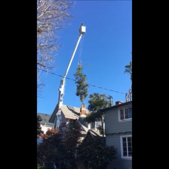 Willy's Tree Service - Branch being expertly lowered... - Tree Services Near Me