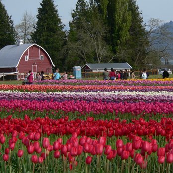 Skagit Valley Bulb Farm - Botanical Gardens Near Me - Mount Vernon, Washington Skagit Valley Bulb Farm - Botanical Gardens Near Me - Mount Vernon, Washington