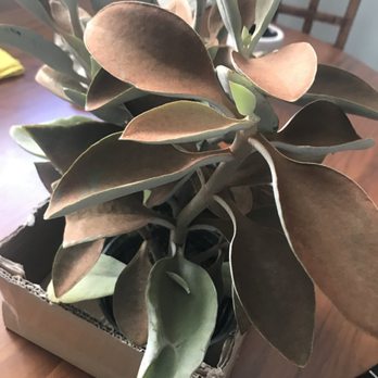 Encinal Nursery - Nurseries & Gardening Near Me - Alameda, California