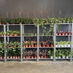 Vazquez Nursery - Lots of Indoor plants!