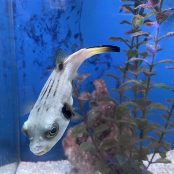 Splash Aquarium - Local Fish Stores Near Me - Sacramento, California Splash Aquarium - Local Fish Stores Near Me - Sacramento, California