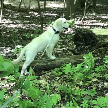 American Kennels - Pet Stores Near Me - New York, New York American Kennels - Pet Stores Near Me - New York, New York