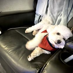 The Trails at Lavender Road - RV Park - Tuckered out #SirWinstonFromPrinceton