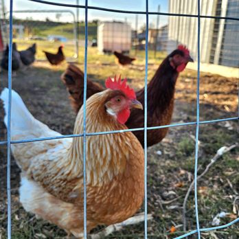 Ditmars Orchard & Vineyard - chickens in a fenced in area - Farms Near Me - Council Bluffs, Iowa