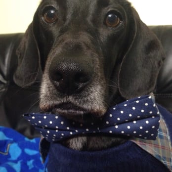 Bay Area Pet Expo - Po trying on his new bow tie! - Pet Adoption Near Me - San Jose, California Bay Area Pet Expo - Po trying on his new bow tie! - Pet Adoption Near Me - San Jose, California
